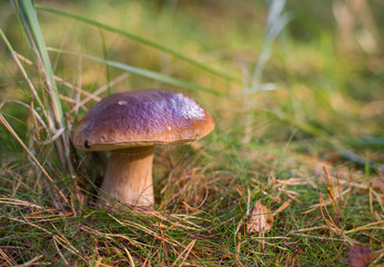 Beautiful boletus edulis mushroom growing in the natural forest.