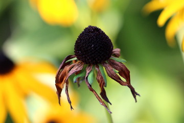 Black-eyed Susan or Rudbeckia hirta or Brown-eyed Susan or Brown betty or Gloriosa daisy or Golden Jerusalem or English bulls eye or Poor-land daisy or Yellow daisy or Yellow ox-eye daisy annual flowe