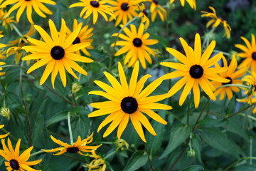 Black-eyed Susan or Rudbeckia hirta or Brown-eyed Susan or Brown betty or Gloriosa daisy or Golden Jerusalem or English bulls eye or Poor-land daisy or Yellow daisy or Yellow ox-eye daisy annual flowe