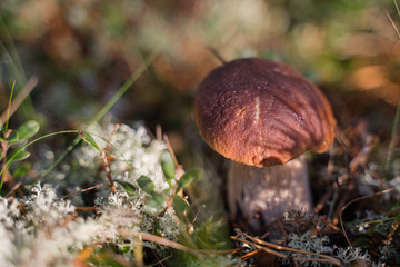 Beautiful boletus edulis mushroom growing in the natural forest.
