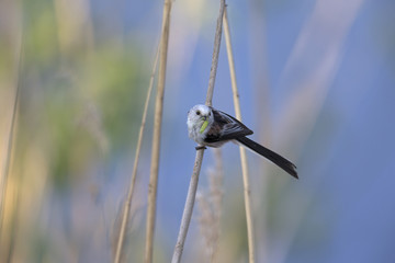 long-tailed tit (Aegithalos caudatus) perched on a reed branch with food for their young.