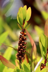 Bottlebrush or Callistemon plant closeup of small fully opened woody seed capsules without seeds in them all attached to single tree branch and surrounded with green and brown red leaves on warm sunny