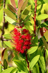 Bottlebrush or Callistemon plant closeup of partially opened woody seed capsules with red cylindrical brush like flowers and yellow top on each spike attached to single tree branch and surrounded with