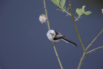Obraz premium long-tailed tit (Aegithalos caudatus) perched on a reed branch with food for their young.