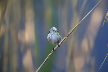 long-tailed tit (Aegithalos caudatus) perched on a reed branch with food for their young.