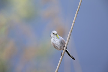 long-tailed tit (Aegithalos caudatus) perched on a reed branch with food for their young.