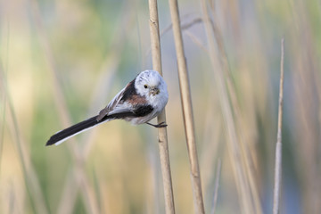 long-tailed tit (Aegithalos caudatus) perched on a reed branch with food for their young.