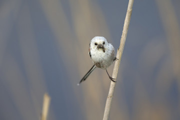 long-tailed tit (Aegithalos caudatus) perched on a reed branch with food for their young.