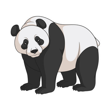 Color vector image of a panda. Isolated object on white background.