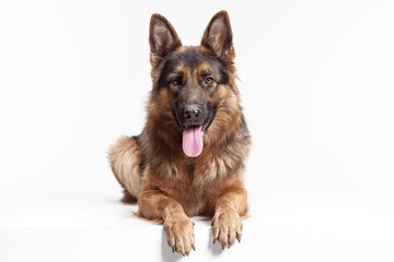 Shetland Sheepdog sitting in front of a white studio background