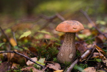 Orange cap boletus (Leccinum scabrum) mushroom growing in natural forest in Autumn.