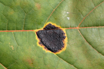 Black tar spot caused by Rhytisma acerinum on green leaf of Norway maple or Acer platanoides