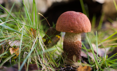 Orange cap boletus (Leccinum scabrum) mushroom growing in natural forest in Autumn.