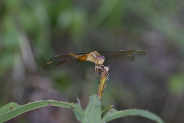 ショウジョウトンボ