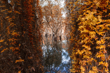 green trees and leaf background in forest