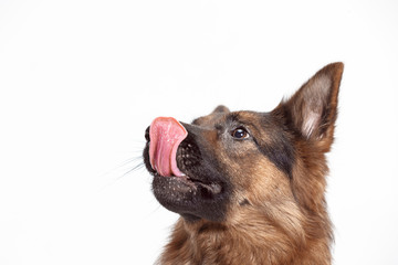 Shetland Sheepdog sitting in front of a white studio background