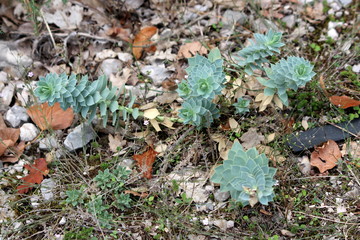 Sedum or Stonecrop perennial leaf succulent with water-storing leaves large and small plants growing on dry brown leaves, grass and small branches covered ground