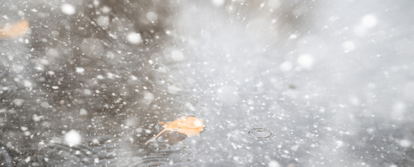 Background autumn park in the first snow