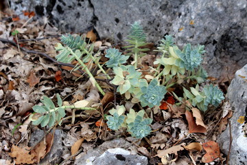 Sedum or Stonecrop perennial leaf succulent with water-storing leaves plant growing between rocks on dry brown leaves and small branches covered ground
