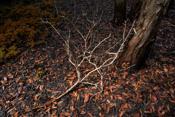 dried branches and trunks of trees