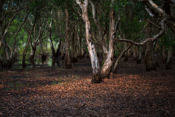 Melaleuca trees Wetland in Rayong Thailland
