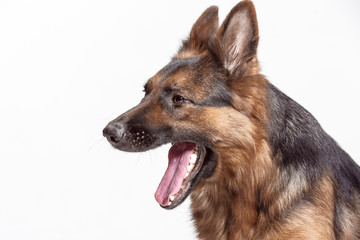 Shetland Sheepdog sitting in front of a white studio background
