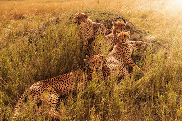 Group of leopards resting in bushes in savanna.