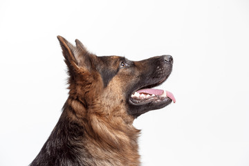 Shetland Sheepdog sitting in front of a white studio background