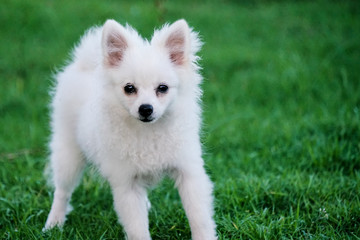 Cute Little White Dog Sitting in the Grass