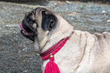 Obraz premium Pug in anticipation of the host team with raspberry leash and decoration. Training of dogs. Pets