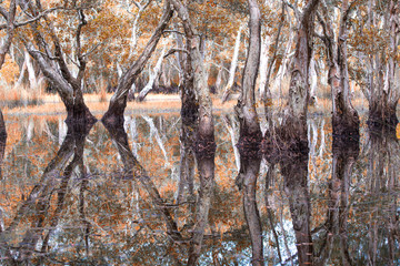 Melaleuca trees Wetland