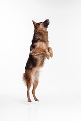 Shetland Sheepdog standing in front of a white studio background