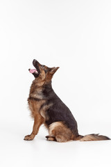Shetland Sheepdog sitting in front of a white studio background