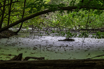 Swampy Pond