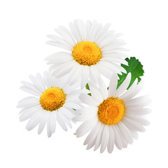 Fototapeta na wymiar Chamomile flowers with leaves composition isolated on white background as package design element