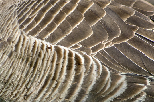 Feather Abstract of a Goose