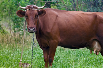 Obraz premium Brown cow grazing in a meadow