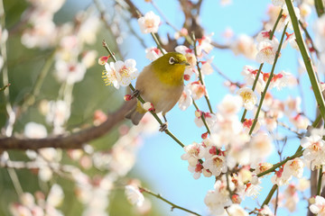 梅とメジロ