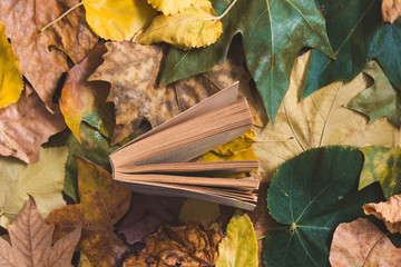 Open vertical old book seen from above on a background of autumnal leaves