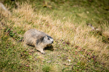 Marmot in Switzerland
