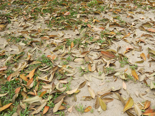 Brown fallen leaf laying on the ground