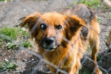 A dog with a glass eye looks through a fence