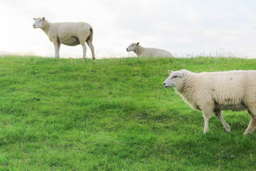 Fototapeta premium Schafe halten auf einem Deich Ausschau