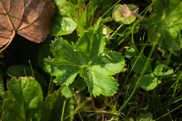 Green leaf in the dew on the grass, macro