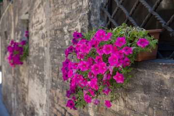 Petunias in a street window in Siena, Tuscany, Italy