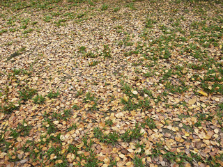 autumn leaf on the ground