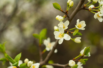 white flowers of  tree