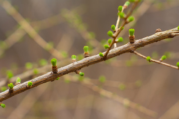 spring branch