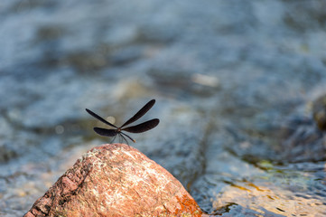 dragonfly