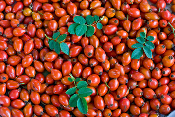 Many red briar berries with leaves